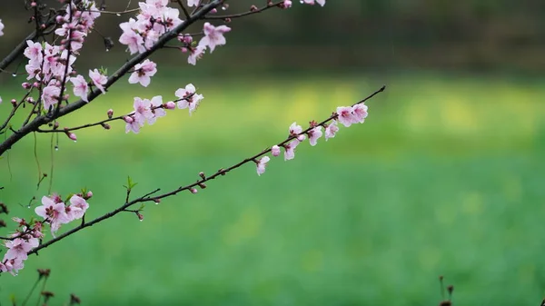 春には野に咲く色とりどりの花々が美しい春景色 — ストック写真