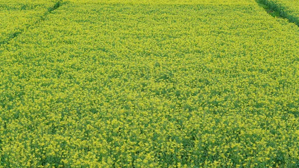 Bella Vista Primaverile Con Fiori Colorati Che Sbocciano Nel Campo — Foto Stock