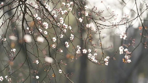 Krásný Jarní Pohled Barevnými Květy Kvetoucími Divokém Poli Jaře — Stock fotografie