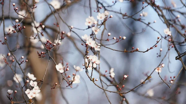 春には野に咲く色とりどりの花々が美しい春景色 — ストック写真