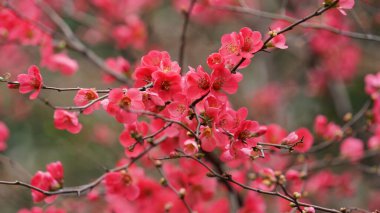 Renkli çiçeklerin açtığı güzel bahar manzarası baharda vahşi tarlada.