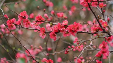 Renkli çiçeklerin açtığı güzel bahar manzarası baharda vahşi tarlada.