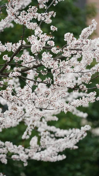 Bela Vista Primavera Com Flores Coloridas Florescendo Campo Selvagem Primavera — Fotografia de Stock