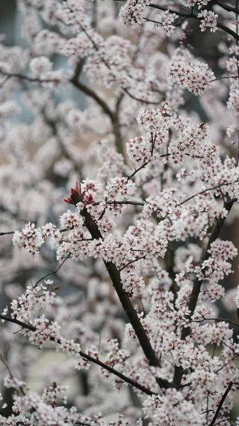 Der Schöne Frühlingsblick Mit Den Bunten Blumen Die Frühling Auf — Stockfoto