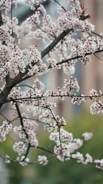 Belle Vue Printanière Avec Les Fleurs Colorées Qui Fleurissent Dans — Photo