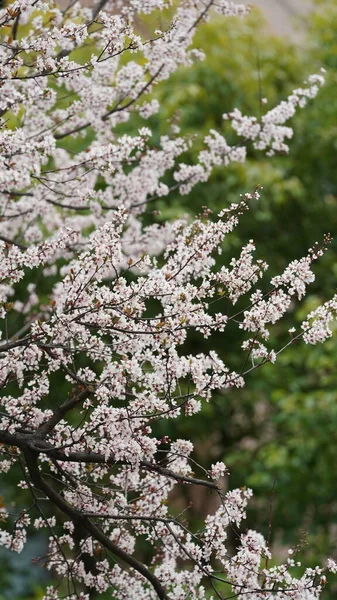 Piękny Widok Wiosny Kolorowymi Kwiatami Kwitnącymi Dzikim Polu Wiosną — Zdjęcie stockowe