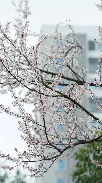 春には野に咲く色とりどりの花々が美しい春景色 — ストック写真