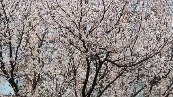 Het Prachtige Voorjaar Uitzicht Met Kleurrijke Bloemen Bloeien Het Wild — Stockfoto