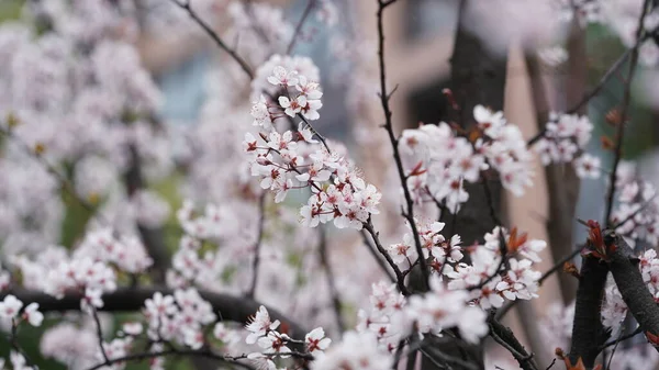 들판에서 꽃들이 아름다운 — 스톡 사진