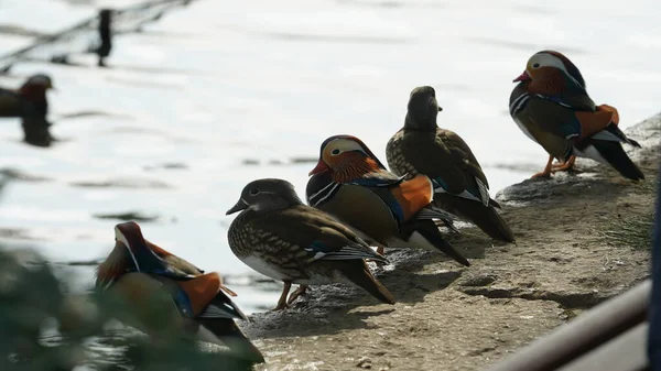 Färgglada Fåglar Som Leker Nära Eller Sjön Parken — Stockfoto