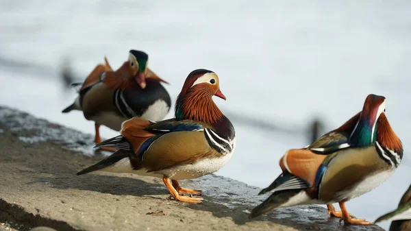 Färgglada Fåglar Som Leker Nära Eller Sjön Parken — Stockfoto