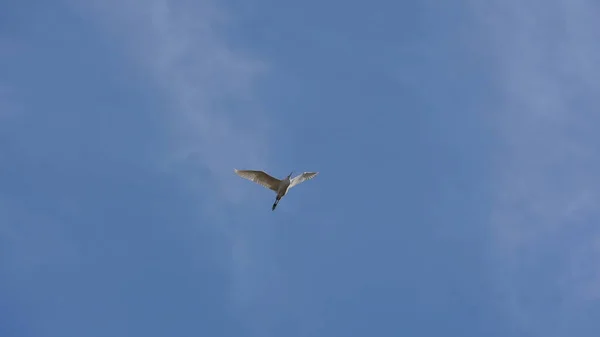 Одна Чайка Свободно Летит Голубом Небе — стоковое фото