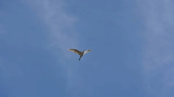 Mavi Gökyüzünde Özgürce Uçan Bir Martı — Stok fotoğraf