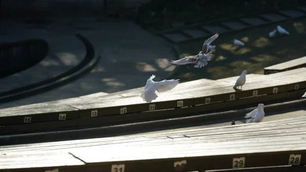 冬日里 白色的鸽子在温暖的阳光下在一个音乐广场上嬉戏 — 图库照片