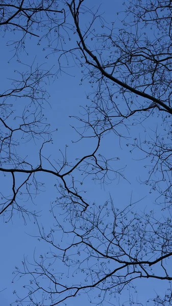 Vista Del Cielo Azzurro Con Rami Degli Alberi Inverno — Foto Stock