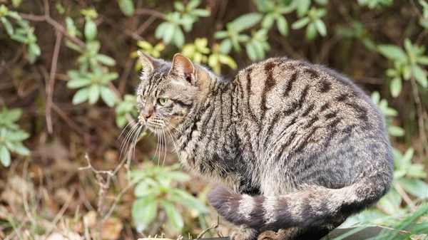 One Little Cat Playing Looking Somewhere Park — Stock Photo, Image