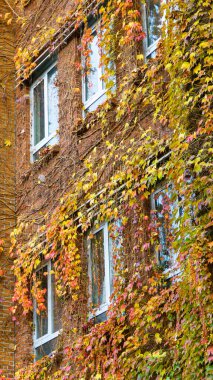 Sonbahar yapraklarıyla kaplı tuğla bina