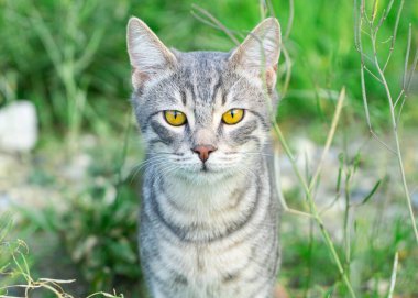 Şirin kedi doğanın tadını çıkarıyor.