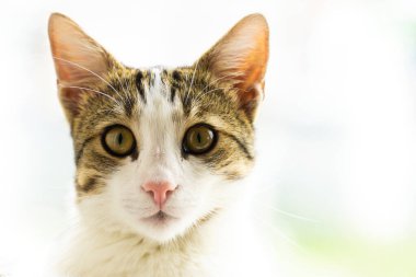 Şirin bir kedinin yakın portresi.