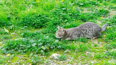 Gri yaban kedisi avı