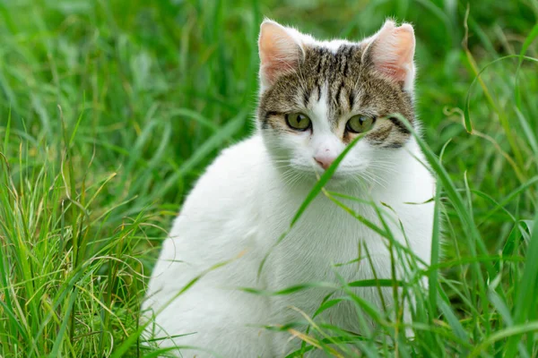 Şirin Kedi Doğanın Tadını Çıkarıyor — Stok fotoğraf