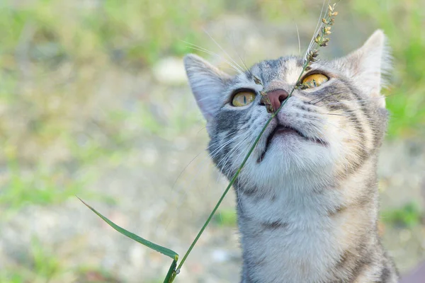 Lindo Gato Disfrutando Naturaleza — Foto de Stock