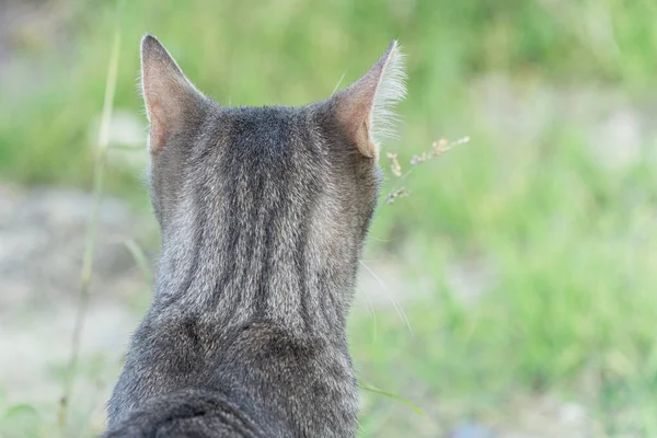 可爱的猫享受大自然 — 图库照片