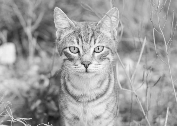 Leuke Kat Die Geniet Van Natuur — Stockfoto