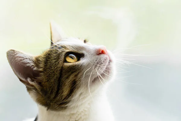 Close Portret Van Een Schattige Kat — Stockfoto