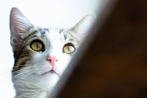 Close Retrato Gato Bonito — Fotografia de Stock