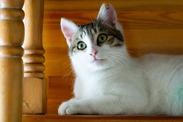 Közelkép Egy Aranyos Macskáról — Stock Fotó