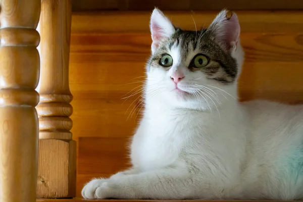 Close Portret Van Een Schattige Kat — Stockfoto