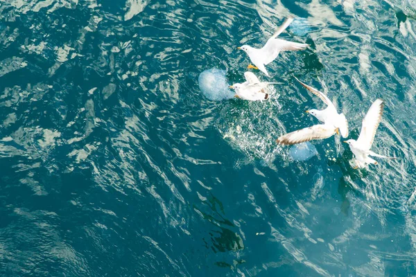 Méduses Mouettes Dans Mer — Photo