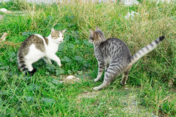 Gatti Selvatici Che Combattono Sull Erba — Foto Stock