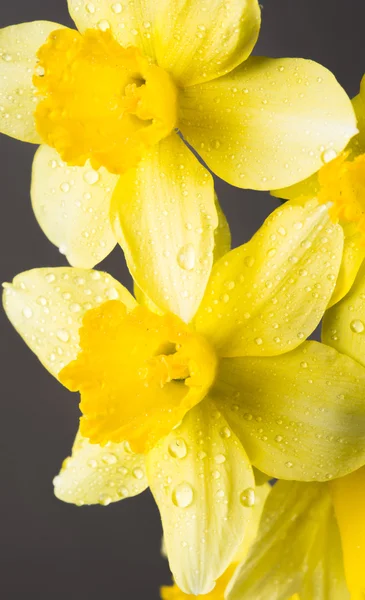 Bud sarı Mimoza çiçeği su damlaları — Stok fotoğraf
