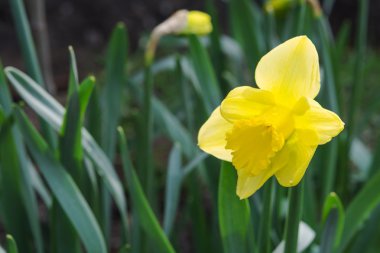 Bahar güzel sarı çiçek