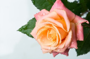 Gül yumuşak renkler