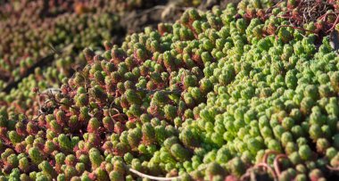 Bahar halı fabrikası