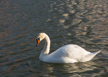 Kuğu gölde yüzmek