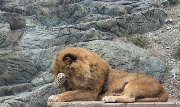 Belo leão vermelho — Fotografia de Stock