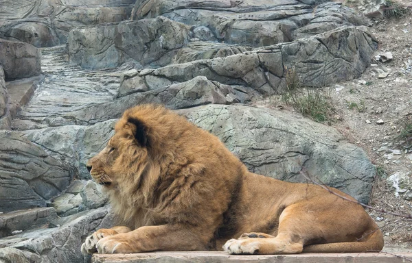 Leão vermelho grande agradável encontra-se na rocha — Fotografia de Stock