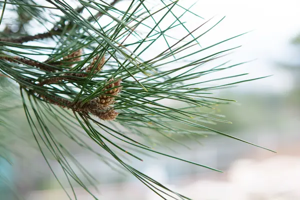 Rama de un árbol de coníferas — Foto de Stock