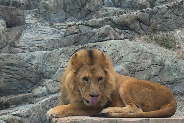 Lion rouge gît au rocher — Photo