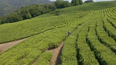 Yeşil çay tarlası, hava manzaralı yeşil çay tarlası.