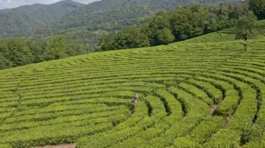 Yeşil çay tarlası, hava manzaralı yeşil çay tarlası.