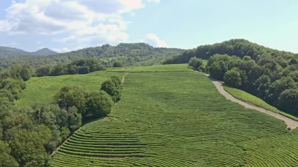 Groene Thee Plantage Luchtfoto Groene Thee Plantage — Stockvideo