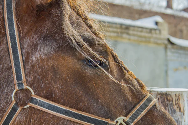 Hästen ögon — Stockfoto