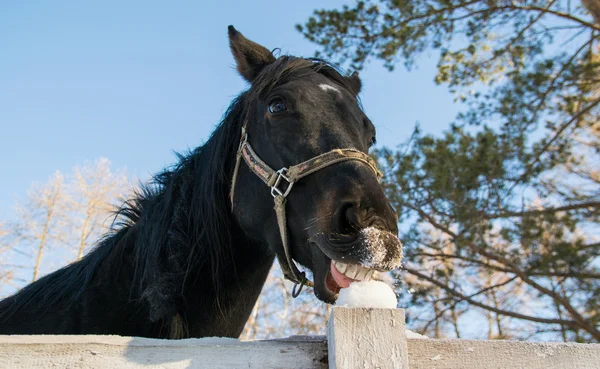 Toothy häst — Stockfoto