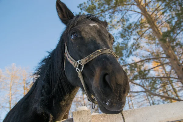 Nyfiken svart häst — Stockfoto