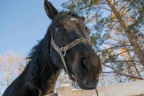 Curious black horse — Stock Photo, Image